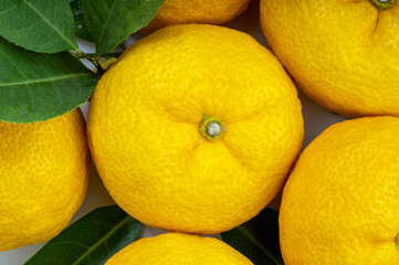 Yuzu Orange fruit on White backghround. Sweet Yuzu Orange fruit with leaf on white background.