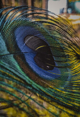 peacock feather close up,wallpapers,background