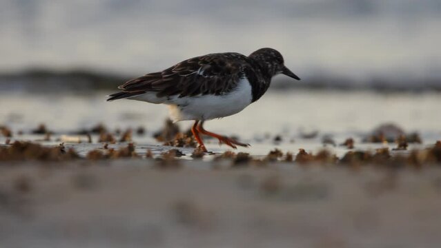 Ruddy Turnstone Arenaria interpres poops as it forages on beach, closeup
