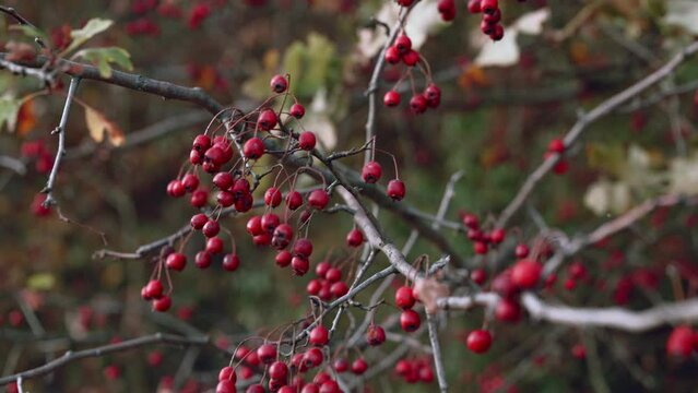 Ripe hawthorn in the forest in autumn. Medicinal plant with healing effects in heart diseases.