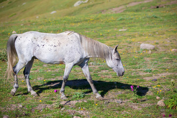 A gray horse grazes on the lawn. The horse eats grass.