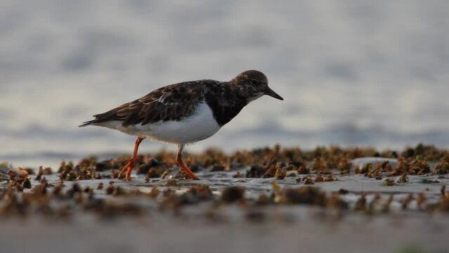 Ruddy Turnstone Arenaria interpres forages along intertidal zone. Profile