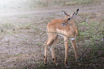 Naklejka na ściany i meble Wild female impala antelope, rooibok, in the savannah in the Serengeti National Park, Tanzania, Africa, gazelle