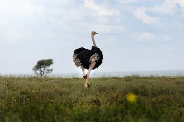 Wild large male african ostrich in the savannah in the Serengeti National Park, Tanzania, Africa