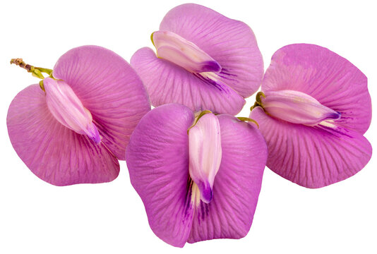 Pink Butterfly pea flower or Centrosema pubescens Benth Isolate on white background PNG File.
