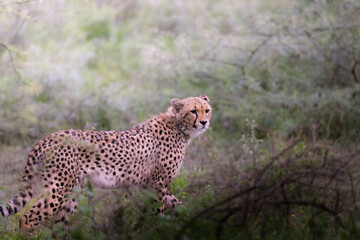 Wild majestic cheetah, a big cat, in the bush in the Serengeti National Park, Tanzania, Africa
