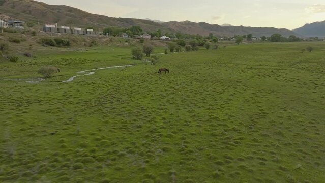 A View Of Horses Grazing On Green Plains Near Chilik River In Saty, Kazakhstan. Aerial Shot