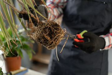 Home Gardening blog. Closeup of male gardener hands pruning roots of houseplant with scissors....