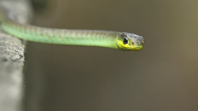Close up of the head of a green tree snake in Australia with bokeh background