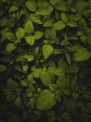 leaves background,nature,abstract background,pattern