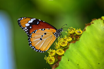 African Monarch butterfly on a euphorbia plant's flowers