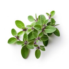 Fototapeta na wymiar Herbs of oregano on a white background. Generative Ai.