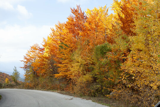 Woods in autumn