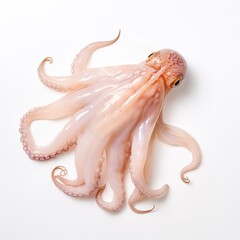 Lovely fresh squid on a white background. Generative Ai.