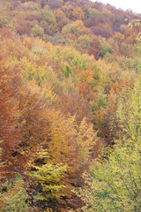 Woods in autumn