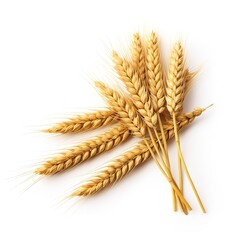 Wheat purified on a white background. Generative Ai.