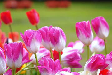 Fototapeta premium Bright pink and white tulips bloom beautifully in the park.