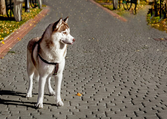 Husky dog in full height, brown color. © Валентина Хруслова