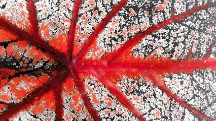 High detail close up of caladium leaf