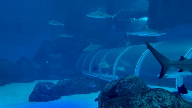 Sharks in Aquarium