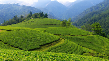 tea plantation