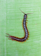 A centipede can bite. It is a poisonous animal and has a lot of legs.It is on the leave.	
