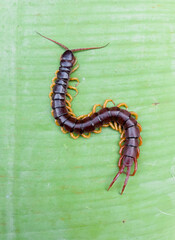 A centipede can bite. It is a poisonous animal and has a lot of legs.It is on the leave.