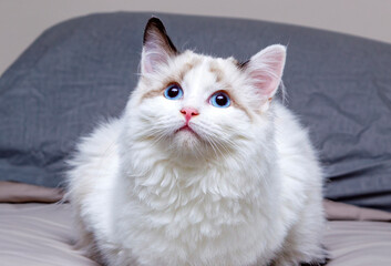 Obraz premium white persian cat