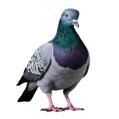 Pigeon on transparent background