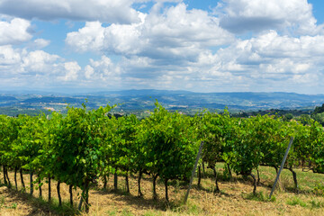 vineyard in the tuscany region country