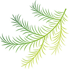 Green fir branch, Christmas holiday design