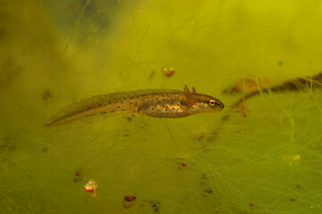 Closeup on a larvae of the European Common smooth newt , Lissotriton vulgaris under water
