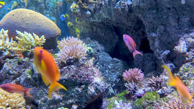 Blue tangs and sea goldies