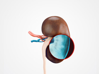 Photorealistic 3d illustration of human kidney with vessels isolated on white. 3d rendering of kidney x-ray scanning process