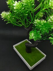 Bonsai tree with green leaves on a black background, close up