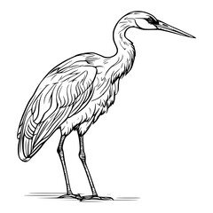 heron illustration vector