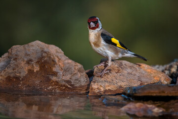 Obraz na płótnie Canvas European goldfinch. (Carduelis carduelis).