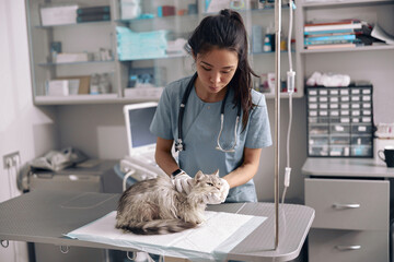 Attentive Asian lady veterinarian examines fluffy grey cat on table