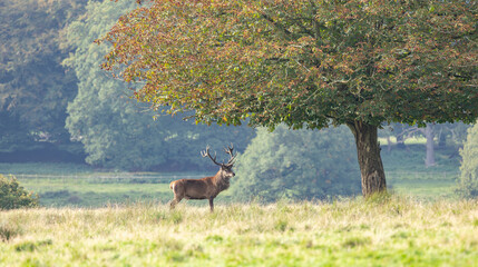  red deer, cervus elaphus, stag looking around in his territory on meadow in rutting season. Dominant male mammal with dark strong antlers observing in nature in autumn with copy space.