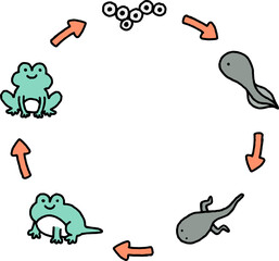 frog cycle of life color doodle line