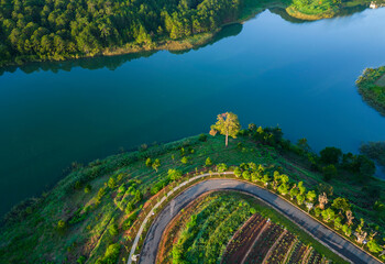 Alone tree by the lake - Ariel view 