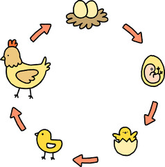 chicken cycle of life color doodle line