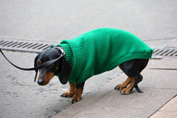 Dachshund in knitted clothes on city street. Concept of walking a dog in cold weather