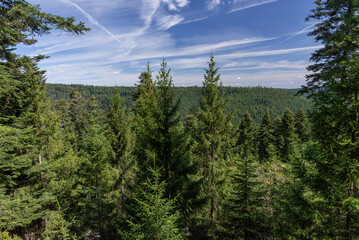 View of trees of the Black Forest from the Treetop Walk in Bad Wildbad