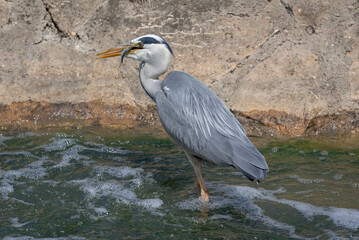 Grey heron eating a fish sitting on the a river in Nancy
