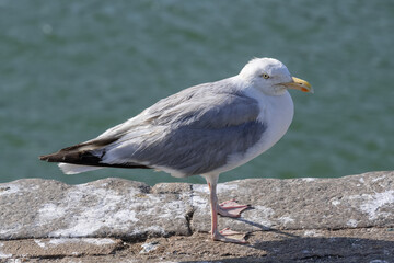 European herring gull sitting on the seaside in the harbor's fishing port of Le Havre