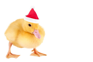 A duckling in a Santa Claus hat isolated on a transparent background.