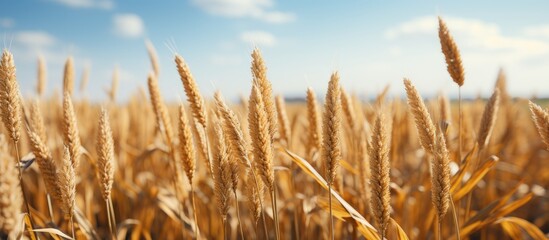 Fototapeta premium Field of millet