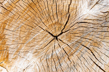 Old wood texture with natural pattern. Abstract background and texture for design.