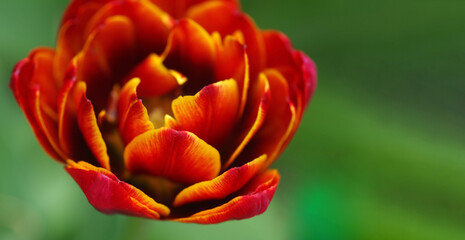 Beautiful red-orange tulips in the garden